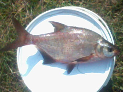 Karšis, 0,9 kg — Kiemelių