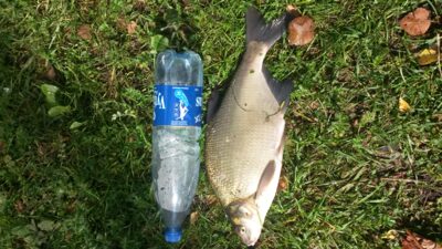 Karšis, 1,0 kg — Asveja