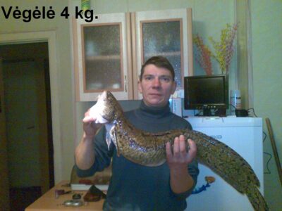 Vėgėlė, 4,0 kg — Nemunas