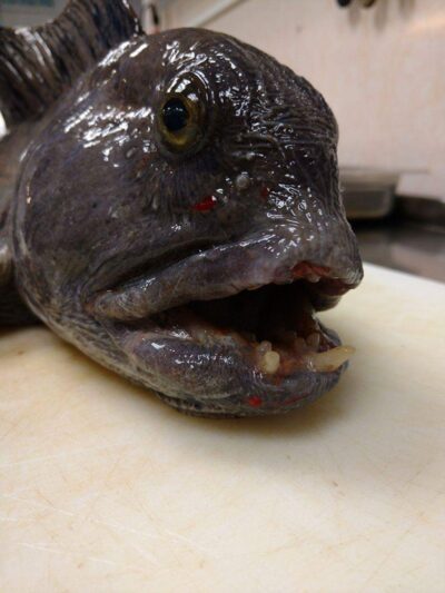Paprastoji vilkžuvė, 3,5 kg