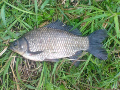 Sidabrinis karosas, 1,1 kg