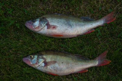 Ešerys, 0,5 kg — Kuršių