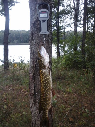 Lydeka, 1,4 kg
