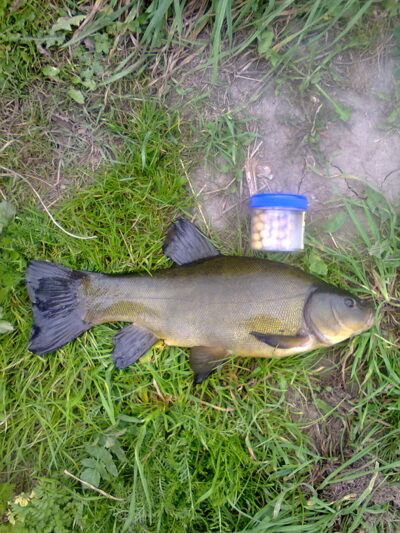 Lynas, 1,1 kg — Dvariukų