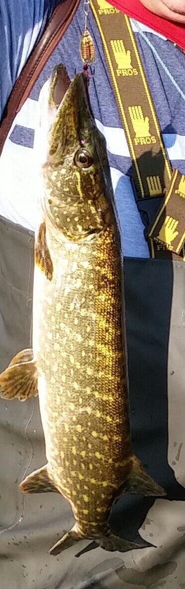 Lydeka, 1,4 kg