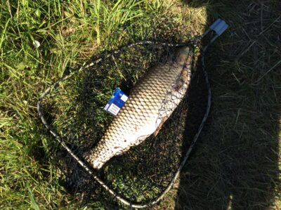 Baltasis amūras, 5,5 kg
