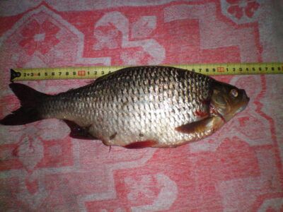 Paprastoji raudė, 1,4 kg
