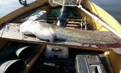 šamas, 17,4 kg