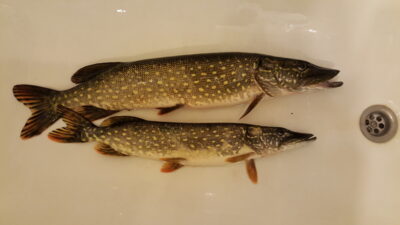 Lydeka, 2,0 kg