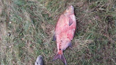 Karšis, 4,1 kg — Skirvytė