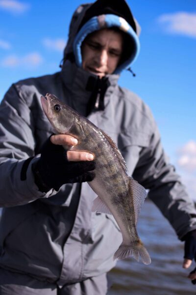 Starkis, 1,0 kg — Kuršių