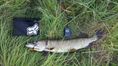 Lydeka, 2,4 kg — Alaušas