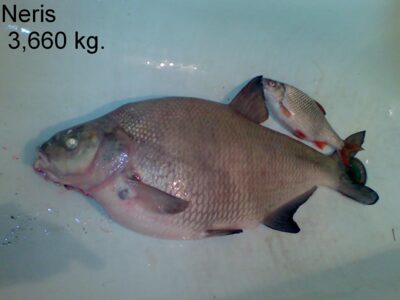 Karšis, 3,6 kg — Neris