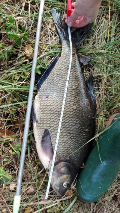 Karšis, 2,4 kg — Juodieji Lakajai