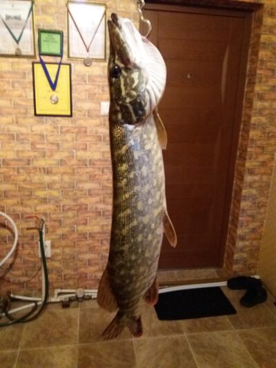 Lydeka, 1,0 kg — Pagryžuvio