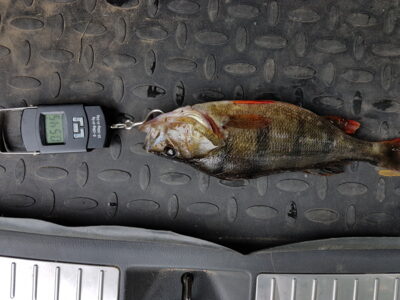 Ešerys, 0,5 kg
