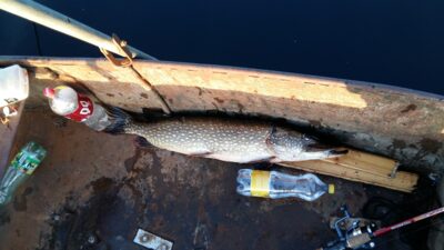 Lydeka, 7,0 kg — Kivylių