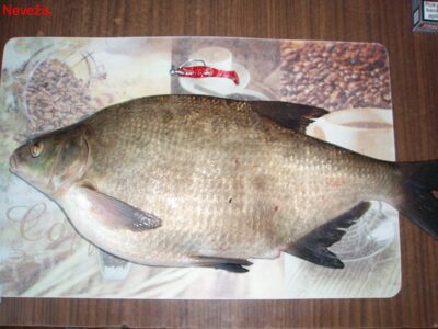 Karšis, 1,9 kg — Nevėžis