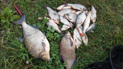 Karšis, 2,0 kg