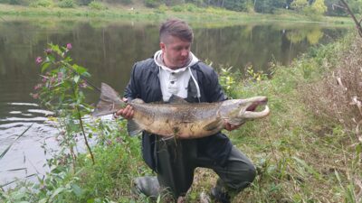 Atlantinė lašiša, 13,0 kg