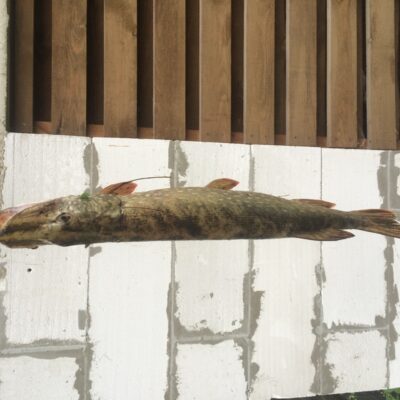 Lydeka, 2,0 kg — Skarbelis