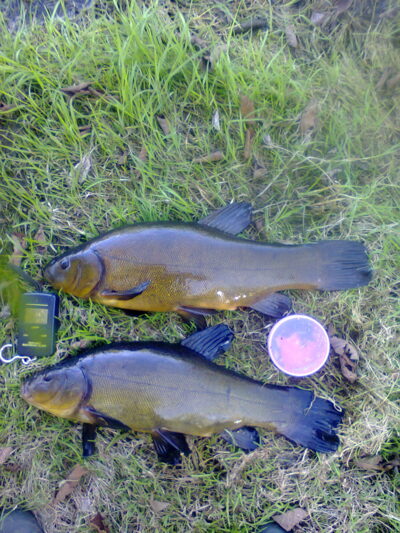 Lynas, 1,5 kg — Mūša