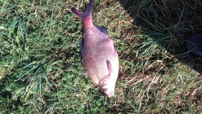 Karšis, 2,9 kg — Skirvytė