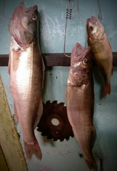 Starkis, 1,5 kg — Kuršių