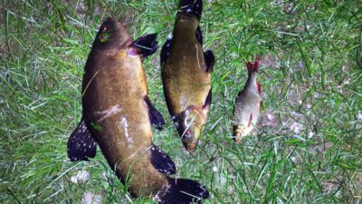 Lynas, 1,4 kg — Platelių