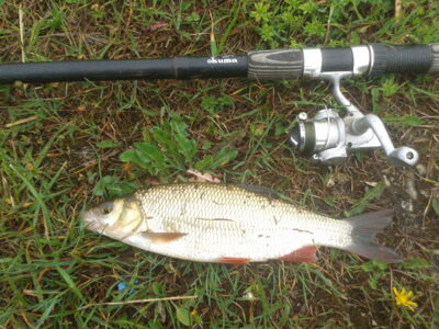 šapalas, 0,7 kg