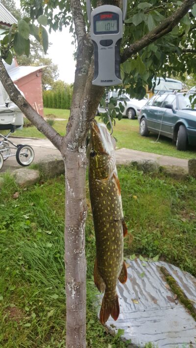 Lydeka, 1,1 kg — Asėkas
