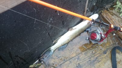 Lydeka, 0,6 kg — Nevėža