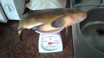 Lynas, 1,2 kg — Ilgai