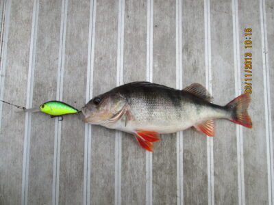Ešerys, 0,5 kg — Kauno marių