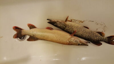 Lydeka, 3,0 kg — Nemunas