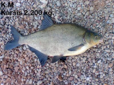 Karšis, 2,2 kg — Kauno marių