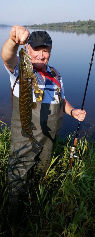 Lydeka, 1,4 kg