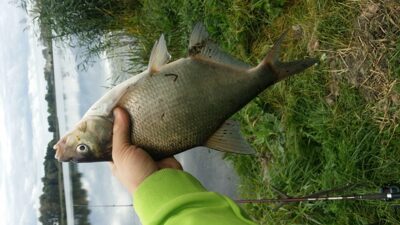 Karšis, 0,7 kg