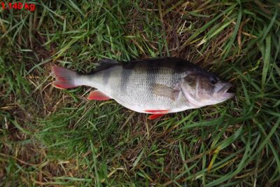 Ešerys, 1,1 kg