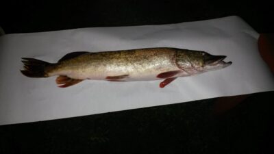 Lydeka, 2,1 kg — Žeimenys