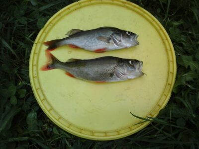 Ešerys, 0,2 kg — Lamėstas