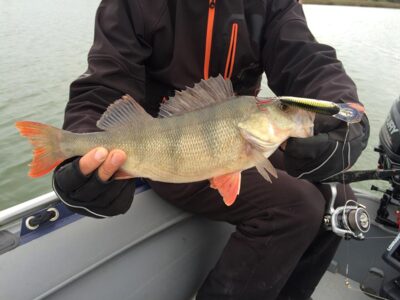 Ešerys, 0,8 kg