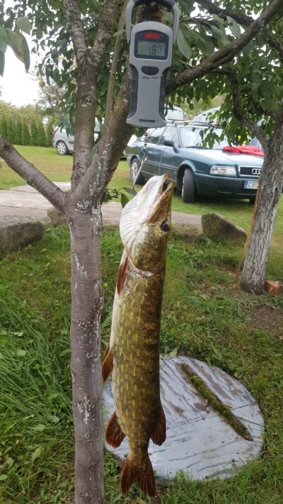 Lydeka, 1,9 kg — Asėkas