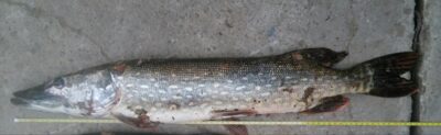 Lydeka, 2,5 kg