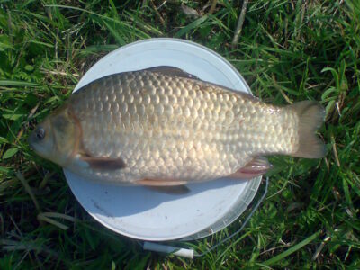 Sidabrinis karosas, 1,4 kg
