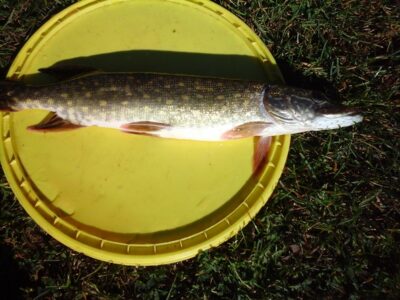 Lydeka, 0,7 kg — Lamėstas