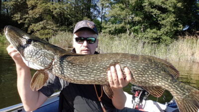 Lydeka, 8,1 kg