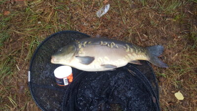 Paprastasis karpis, 3,9 kg — Joskutis