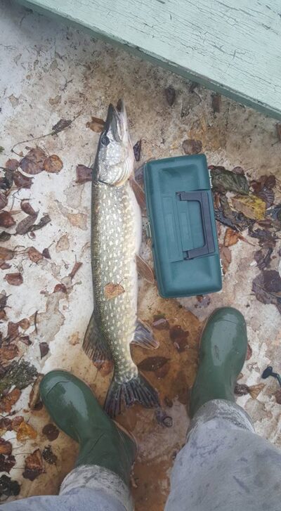 Lydeka, 3,0 kg — Daubarių