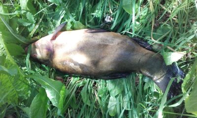 Lynas, 2,1 kg — Dysnai